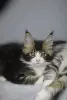 Котята Мейн-кун в продаже! Два чудесных мальчика!