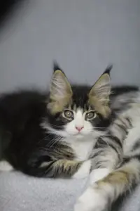 Котята Мейн-кун в продаже! Два чудесных мальчика!