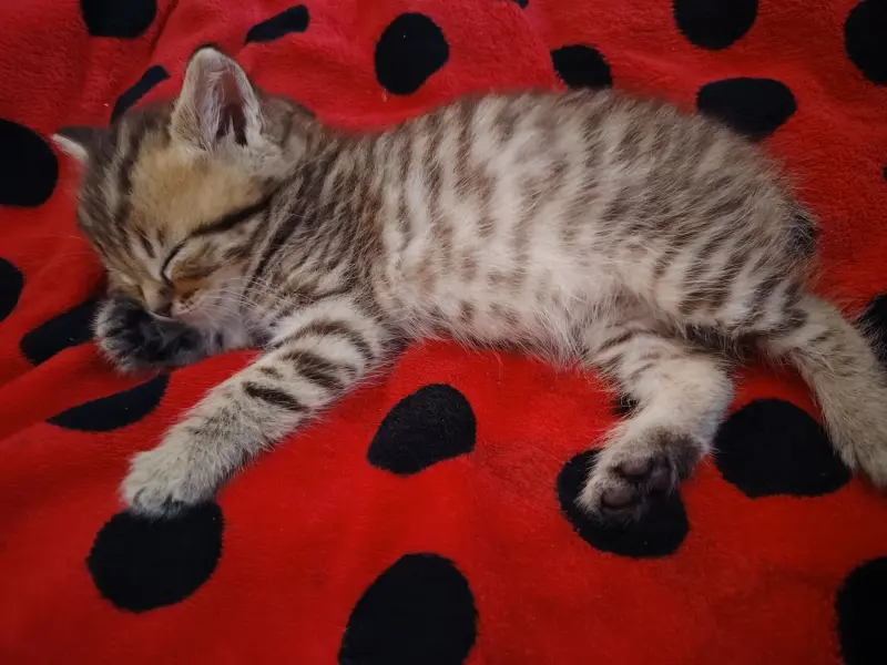 Котята
