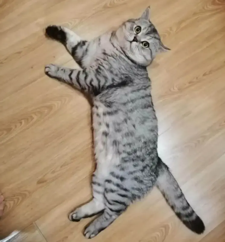 Шотландский котенок(девочка)