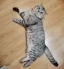 Шотландский котенок(девочка)
