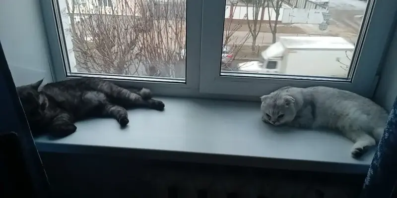 Котята шотландские