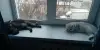 Котята шотландские