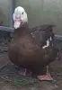 Индоутята мускусные утята