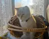 Шотландские котята (Скотиш страйт)