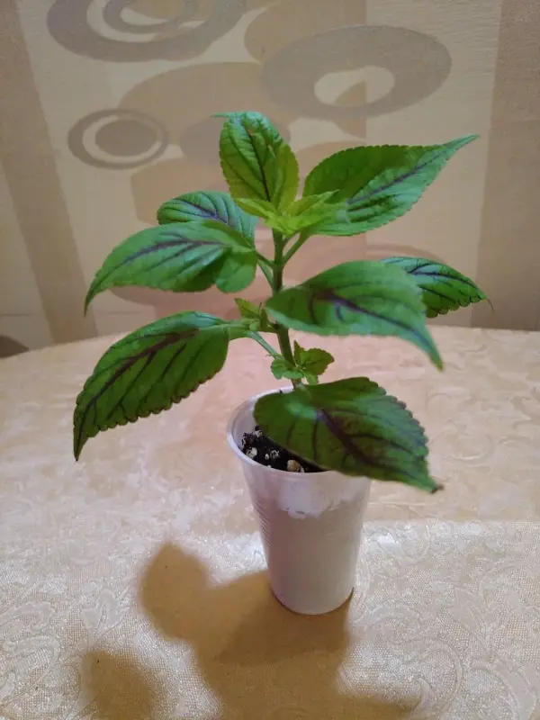 Продам Колеусы