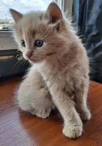 котята