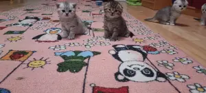 Котята шотландские вислоухие