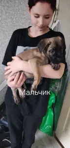 Щенки Кане Корсо