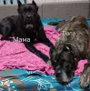 Щенки Кане Корсо