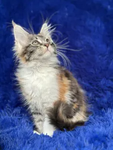 Мейн-кун котята