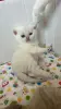 Котята шотландские