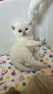 Котята шотландские