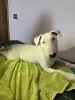 Продажа щенков бультерьера
