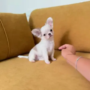 Чихуахуа мальчик