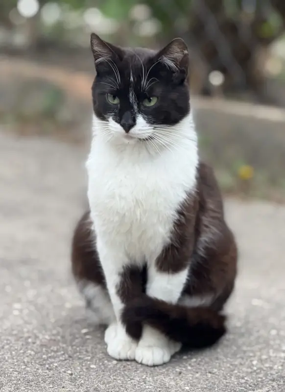 Кот в дар. Сириус ищет дом.
