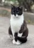 Кот в дар. Сириус ищет дом.