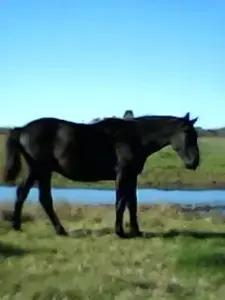 Лошади