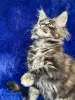 Мейн-Кун чистокровные котята