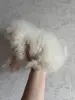 Шпиц