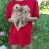 Той Пуделя щенки с родословной