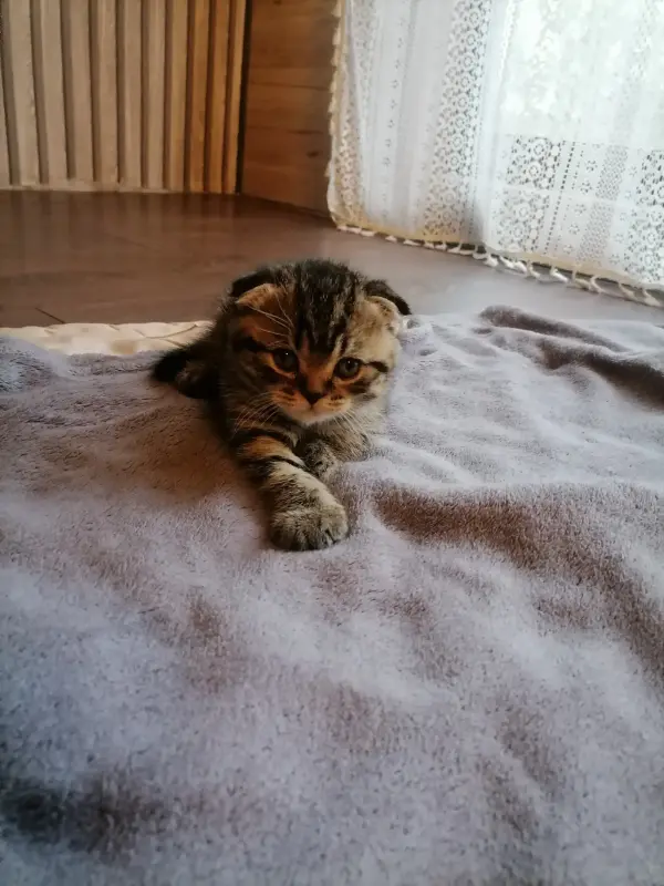Шотландская вислоухая котик