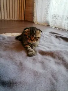 Шотландская вислоухая котик