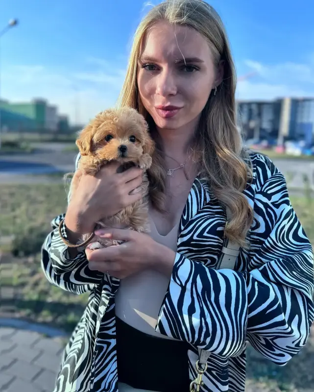 Элитные микро и мини мальтипу Китай той пудель