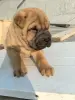 Щенки шарпея