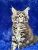 Мейн-Кун чистокровные котята