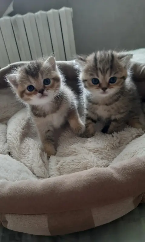Шотландские котята