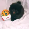 Померанский шпиц