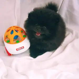 Померанский шпиц