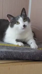 Чудесная кошечка в дар