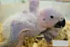 Попугай Жако ручной и ласковый малыш.