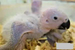 Попугай Жако ручной и ласковый малыш.