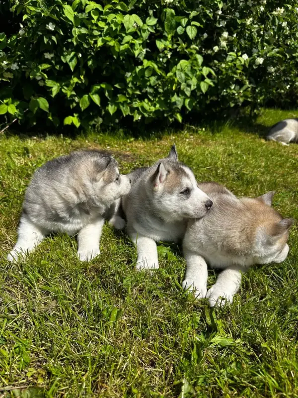 Щенки Хаски