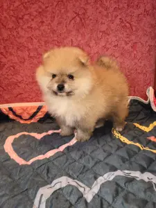Мальчик померанского шпица