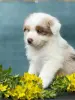 Щенок австралийской овчарки
