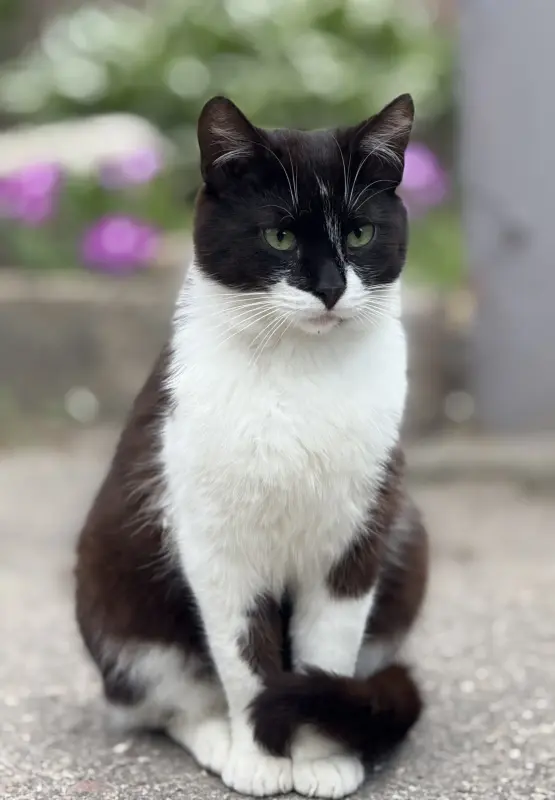 Кот в дар. Сириус ищет дом.
