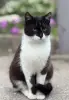 Кот в дар. Сириус ищет дом.