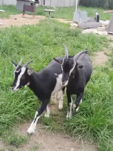 Камерунские козлята