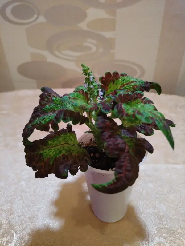 Продам Колеусы