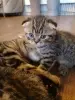 Шотландская вислоухая котик