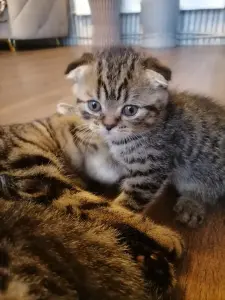 Шотландская вислоухая котик