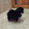 Девочка померанского шпица