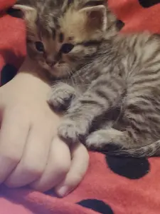 Котята