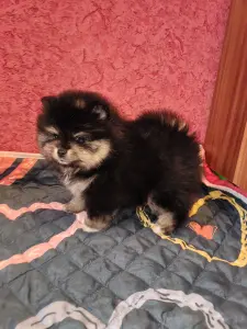 Померанский шпиц девочка.