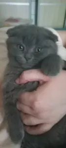 Вислоухие котята