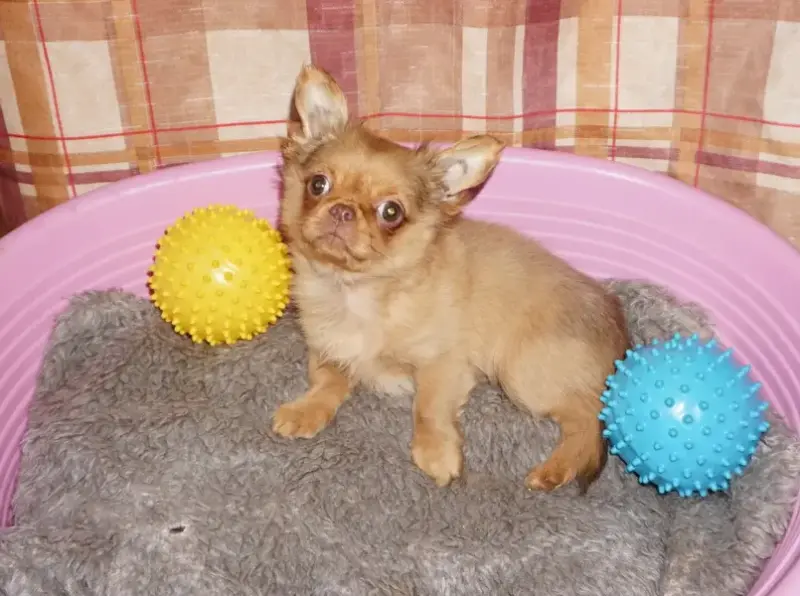 Милейший чихуахуа ребенок - Вся Беларусь - 202699 - Доска объявлений Kupika.by - Фото 7